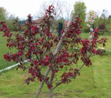 Malus 'Royalty'