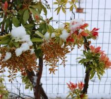 Andromède (Pieris forestii 'Flaming Silver')