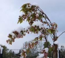 Cerisier à fleurs, fastigié (Prunus 'Amanogawa')