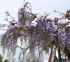 Glycine japonaise (Wisteria floribunda')