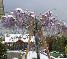 Glycine japonaise (Wisteria floribunda)