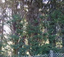 Haie de cyprès à l'entrée de la parcelle