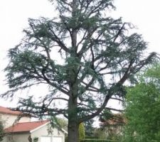 Le cèdre après élagage (cf. photo du terrain à la 1ère visite...)