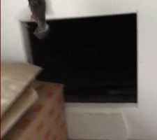 Le comble des combles, après une invasion de souris un oiseau prisonnier dans le grenier fermé: preuve qu'il y a un accès énorme par l'extérieur, Voir vidéo: https://photos.google.com/share/AF1QipMzsC2NdtxnoQpWAXX9wXUJJcOB3bFG1mi3UcBKOMxTPF0gWnu_fO--NrgaqleGGw/photo/AF1QipOB0g25JpMC0mHeShRhQFlJZ66jDB7t4bCDTi3G?key=MEZzemVTQUI0VWpiU1hjX1FnMndIcm80amZxUzNn