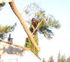 Élagage - Les funambules des arbres