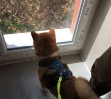 Vue chien
