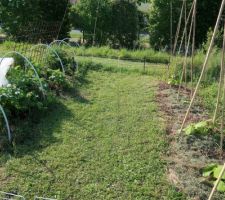 PDT &agrave; gauche / Potirons &agrave; droite