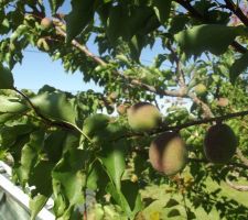 Cet été on va se régaler, à nous les futurs abricots