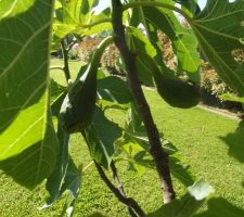 Figues fleurs