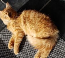 Ma petite boule de poile