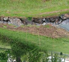 Tomates et rhubarbes au bout du talus ouest