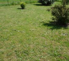 Chassé il s'en va vers la limite cloturée ....dangereux ou  pas pour le chien? pour les enfants ....