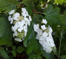 Hydrangea à feuille de chêne Snow flake