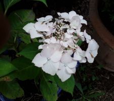 Hydrangea blanc