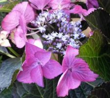 Hydrangea black diamond