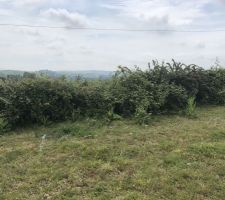 Après plusieurs mois de galère avec notre permis de construire, nous reprenons le cours des travaux. Le terrassier arrive lundi matin. Du coup nettoyage de la haie pour pouvoir faire le Chemin d?acces Au terrain ?