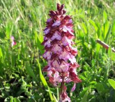 Fleurs sur le terrain