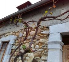 Malgr&eacute; les avatars que nous lui faisons subir, le pied de vigne a r&eacute;ussi &agrave; faire &eacute;clore ses bourgeons ;-)
Certains pieds de pivoine n'auront par contre pas r&eacute;sist&eacute;...