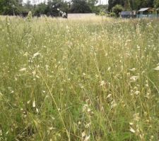 L'herbe pousse...