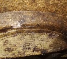 Bonjour, voici une année de sonstruction achevé mais voilà le jour de notre réception nous découvrons notre vide sanitaire dans un état de pourritures total.
En effet les poutrelles sont devenus noir, humide, pleines de champignons et de goutelette d'eau. Est-ce que cela est normal ? Doit-on le signaler en le consignant par lettre recommandée. Notre conducteur de travaux nous à dit que cela était tout à fait normal, car d'après lui les poutrelles en bois servent juste pour pouvoirs accueillir le plancher qui est couler en liquide. Pourriez vous me donner votre avis s'il vous.