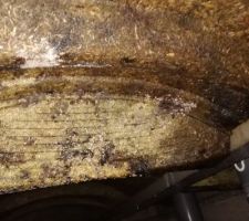 Bonjour, voici une année de sonstruction achevé mais voilà le jour de notre réception nous découvrons notre vide sanitaire dans un état de pourritures total.
En effet les poutrelles sont devenus noir, humide, pleines de champignons et de goutelette d'eau. Est-ce que cela est normal ? Doit-on le signaler en le consignant par lettre recommandée. Notre conducteur de travaux nous à dit que cela était tout à fait normal, car d'après lui les poutrelles en bois servent juste pour pouvoirs accueillir le plancher qui est couler en liquide. Pourriez vous me donner votre avis s'il vous.