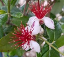 Premières fleurs de fejoïa