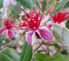 Premières fleurs de fejoïa