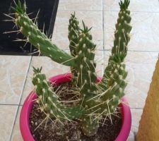 Mon cactus trouvé sur les terres d'Espagne s'est bien enraciné avant d'être bientôt replanté dans une rocaille