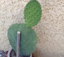 Ça y est mon cactus venu d'Espagne est bien reparti et m'a fait un bébé