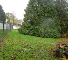 Les arbres qui restent &agrave; abbatre...