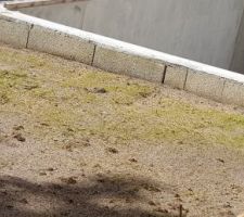 Début de pousse de la pelouse