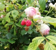 Premières framboises