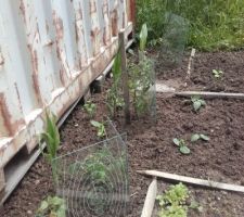 Les pieds de maïs semblent reprendre ; et 3 petits plants de tournesols pour chaque pied de tomates.