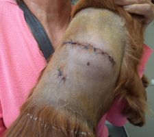 Treize points de suture
