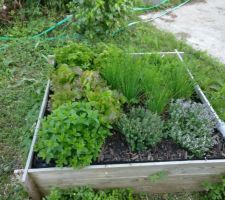 Carré potager herbes aromatiques