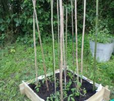 Tomates : on réutilise les bambous