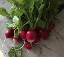 Les premiers légumes du potager