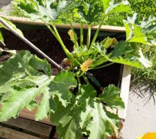 Plein de bébés courgettes