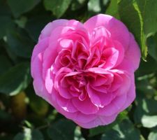 Rose Gertrude Jekyll (rose anglaise divinement parfumée et remontante, de David Austin)