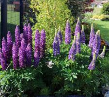 Lupins 'Gallery blue'