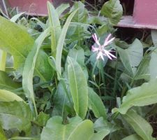 Il semblerait que ce soit une 'silène fleur de coucou', jamais vue avant, qui fleurit à  l'ombre du container.