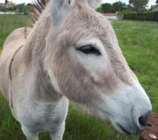 Hi-han...notre futur voisin...