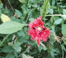 Massif de fleurs : détail