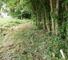 Terrain en Mai 2019, après un léger élagage
