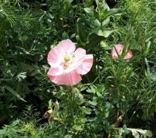 Un coquelicot romantique