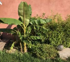 Petite photo du jardin en plein été