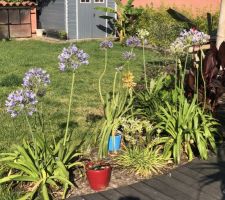 Petite photo du jardin en plein été