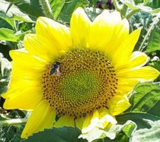 Tournesol