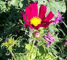Cosmos
