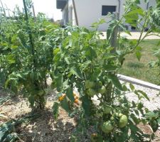 7 des 14 plants de tomates jaunes et rouges ont repris leur vigueur après Miguel !  sauvés...